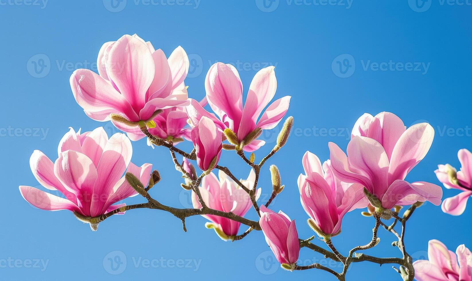 A cluster of pink magnolia blossoms against a clear blue sky photo