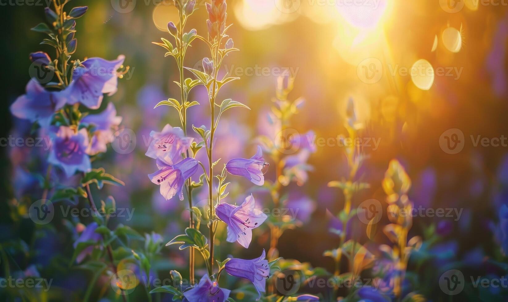 Bellflowers blooming in a cottage garden, closeup view, soft focus photo
