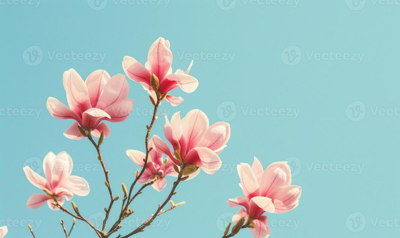 A cluster of pink magnolia blossoms against a clear blue sky photo