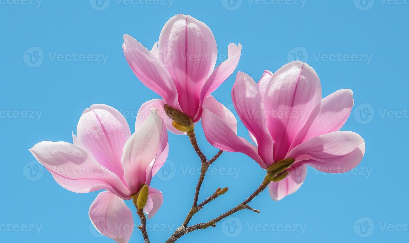 A cluster of pink magnolia blossoms against a clear blue sky photo