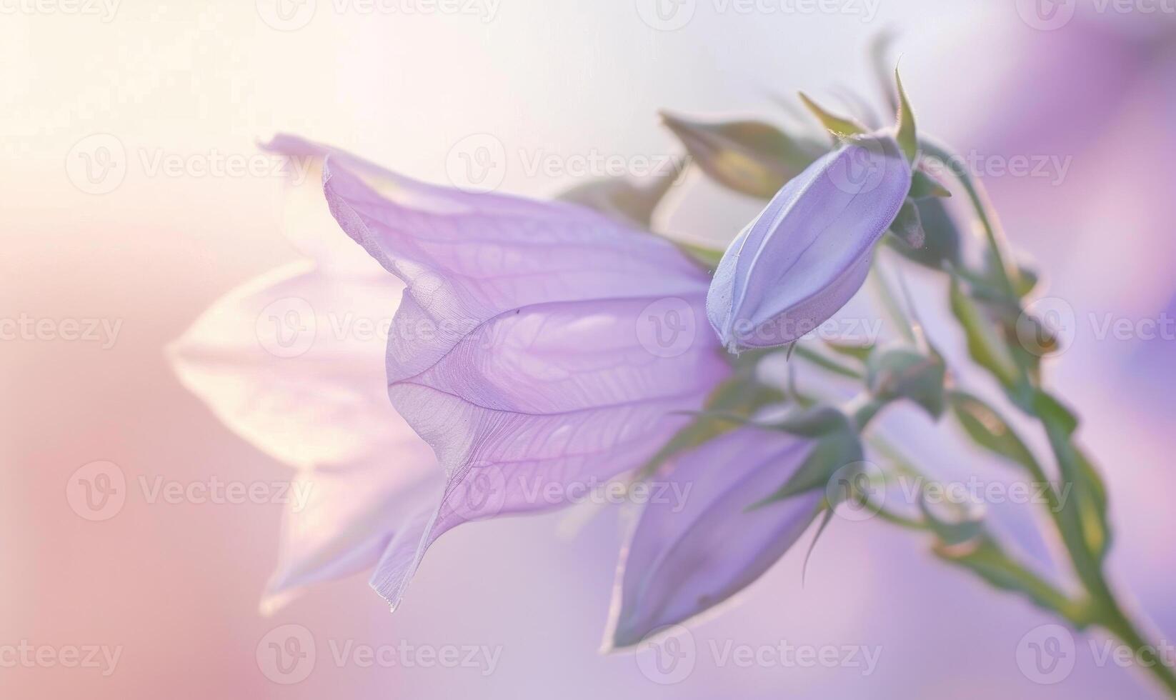 Close-up of a bellflower in soft light, closeup view, selective focus, spring background photo