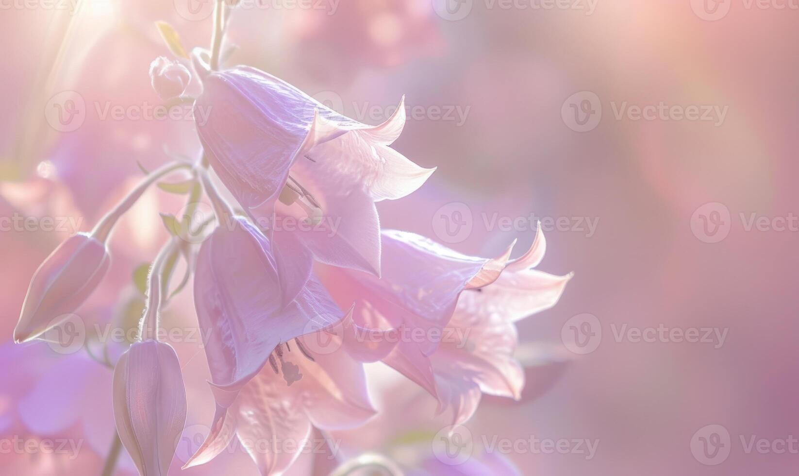 Close-up of a bellflower in soft light, closeup view, selective focus, spring background photo