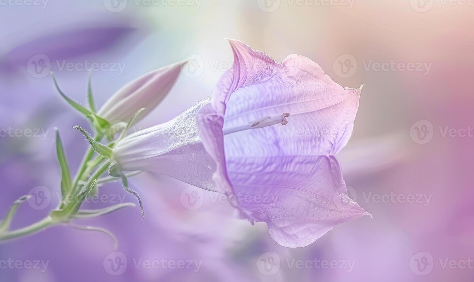 Close-up of a bellflower in soft light, closeup view, selective focus, spring background photo