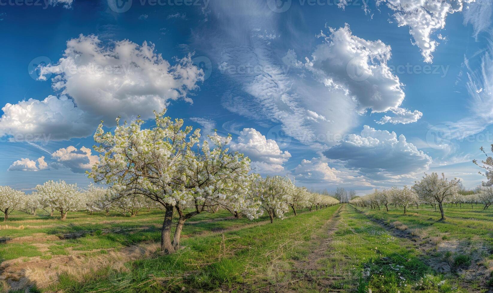 Blue skies over a blooming orchard photo