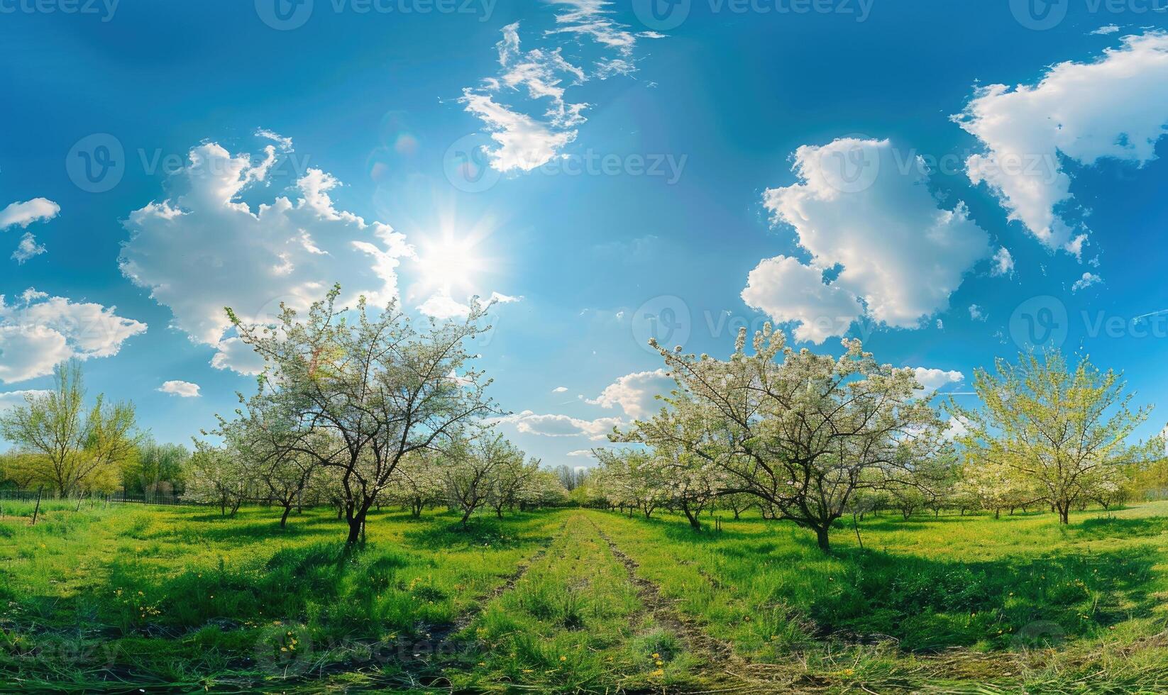 Blue skies over a blooming orchard photo