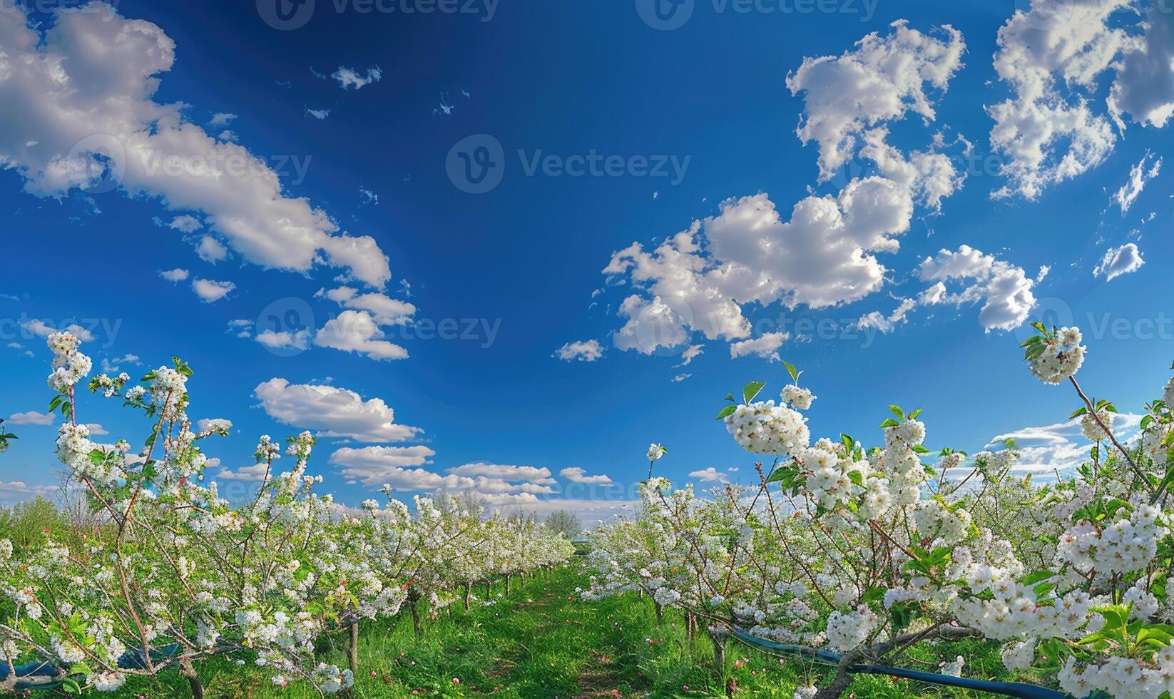 Blue skies over a blooming orchard photo