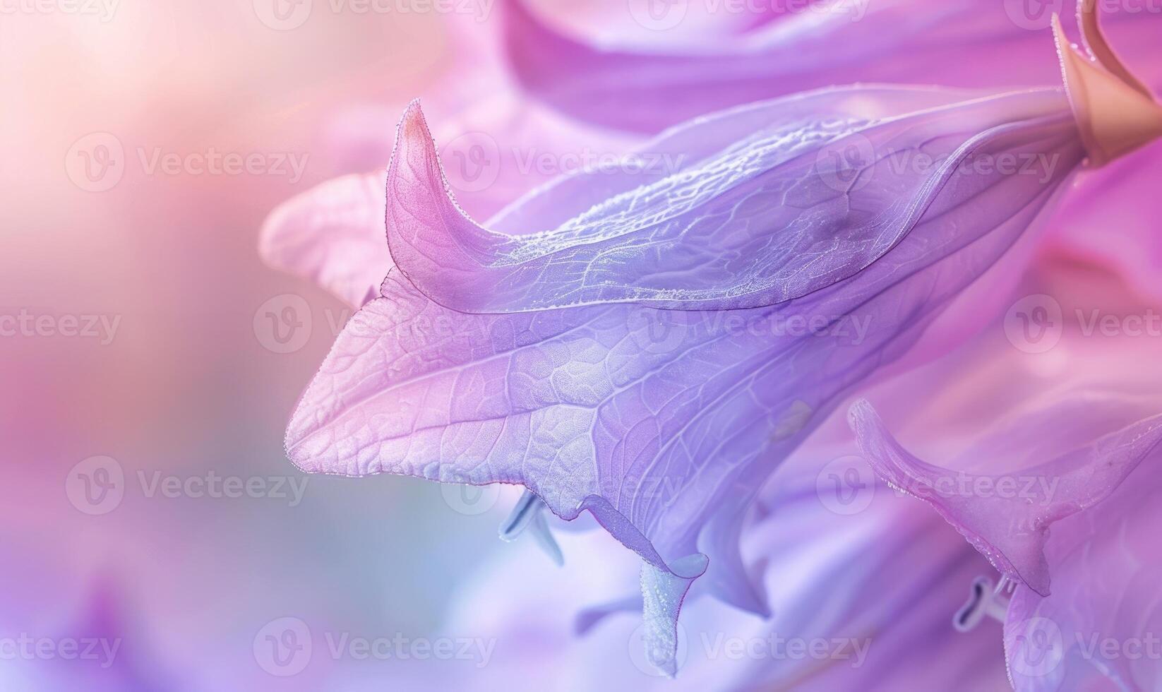 Close-up of a bellflower in soft light, closeup view, selective focus, spring background photo