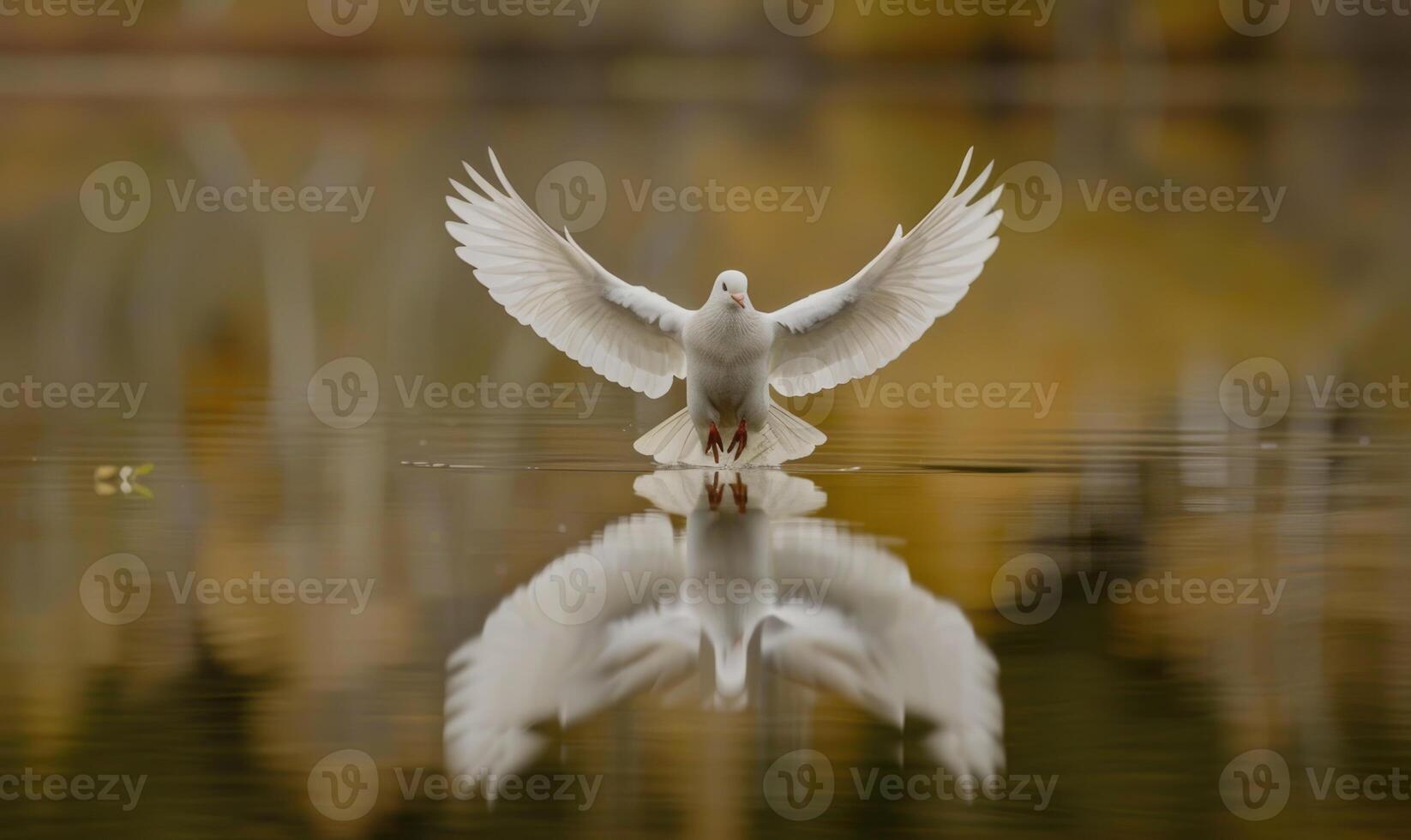 Close-up of a white pigeon with outstretched wings flying over a tranquil lake photo