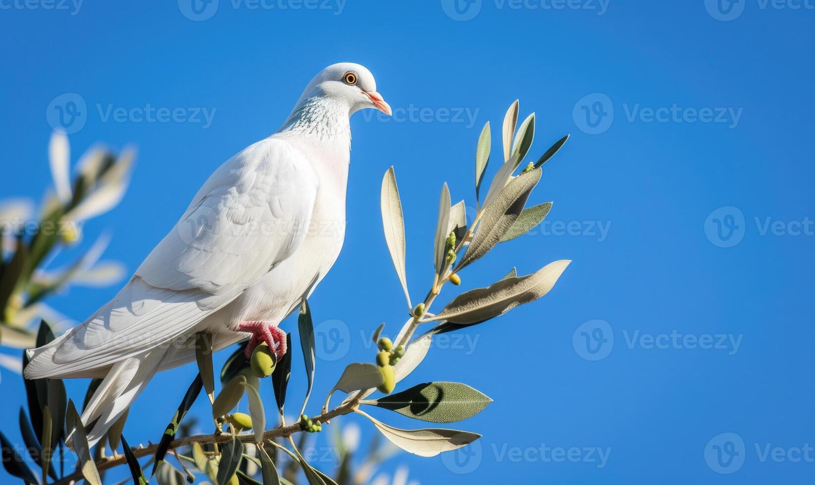 White pigeon perched on a branch with an olive branch in its beak against a serene blue sky photo