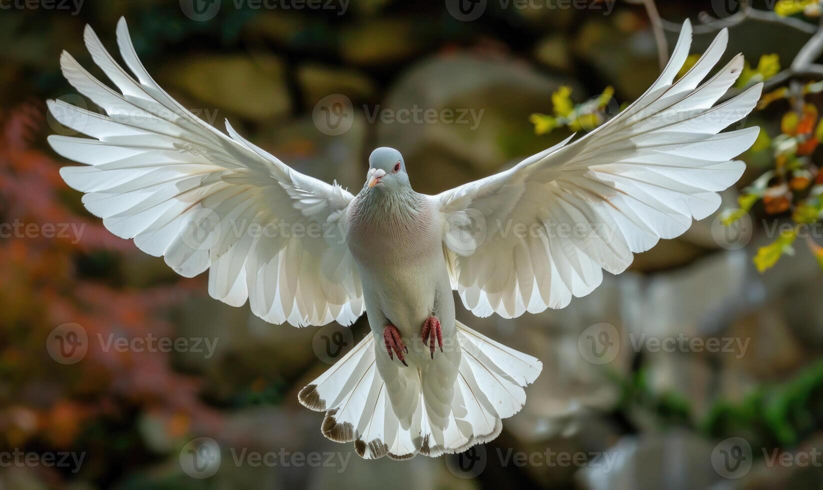 White pigeon with outstretched wings captured in mid-flight photo