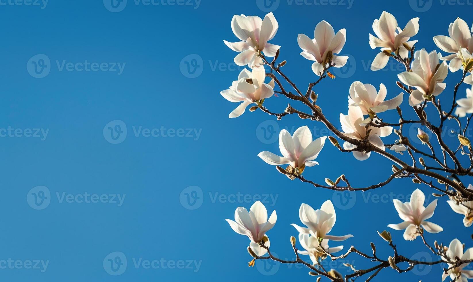 White magnolia tree branches laden with blossoms against a bright blue sky photo