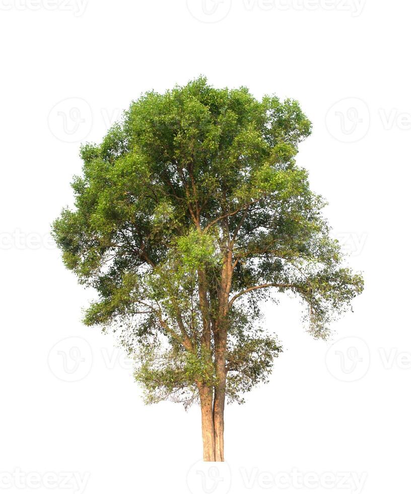 tree on a white background photo
