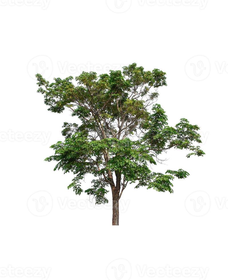 tree on a white background photo