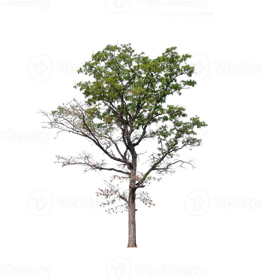 tree on a white background photo