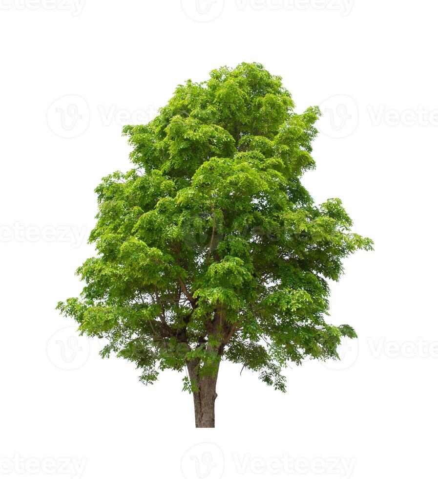 tree on a white background photo