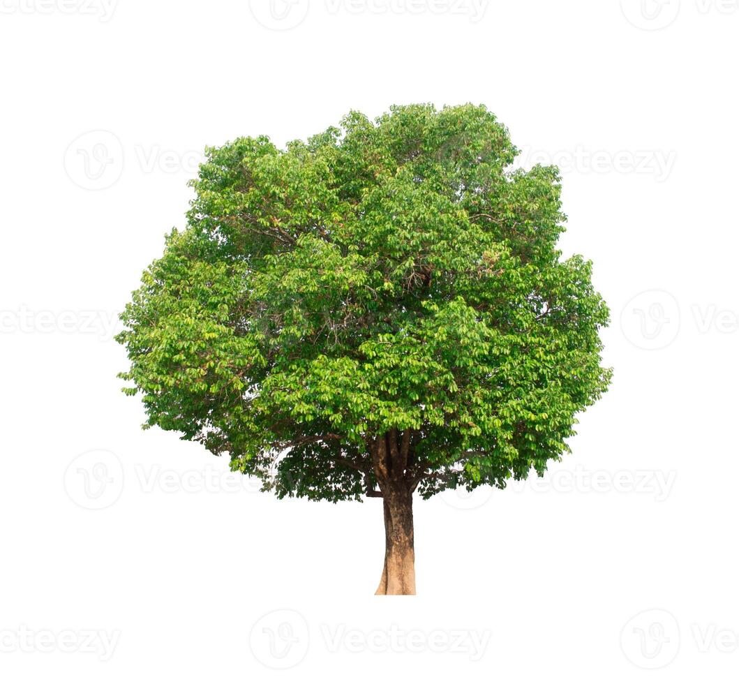 tree on a white background photo