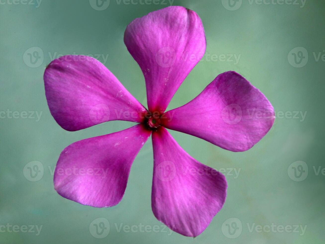 Pink flowers bloom in the spring photo