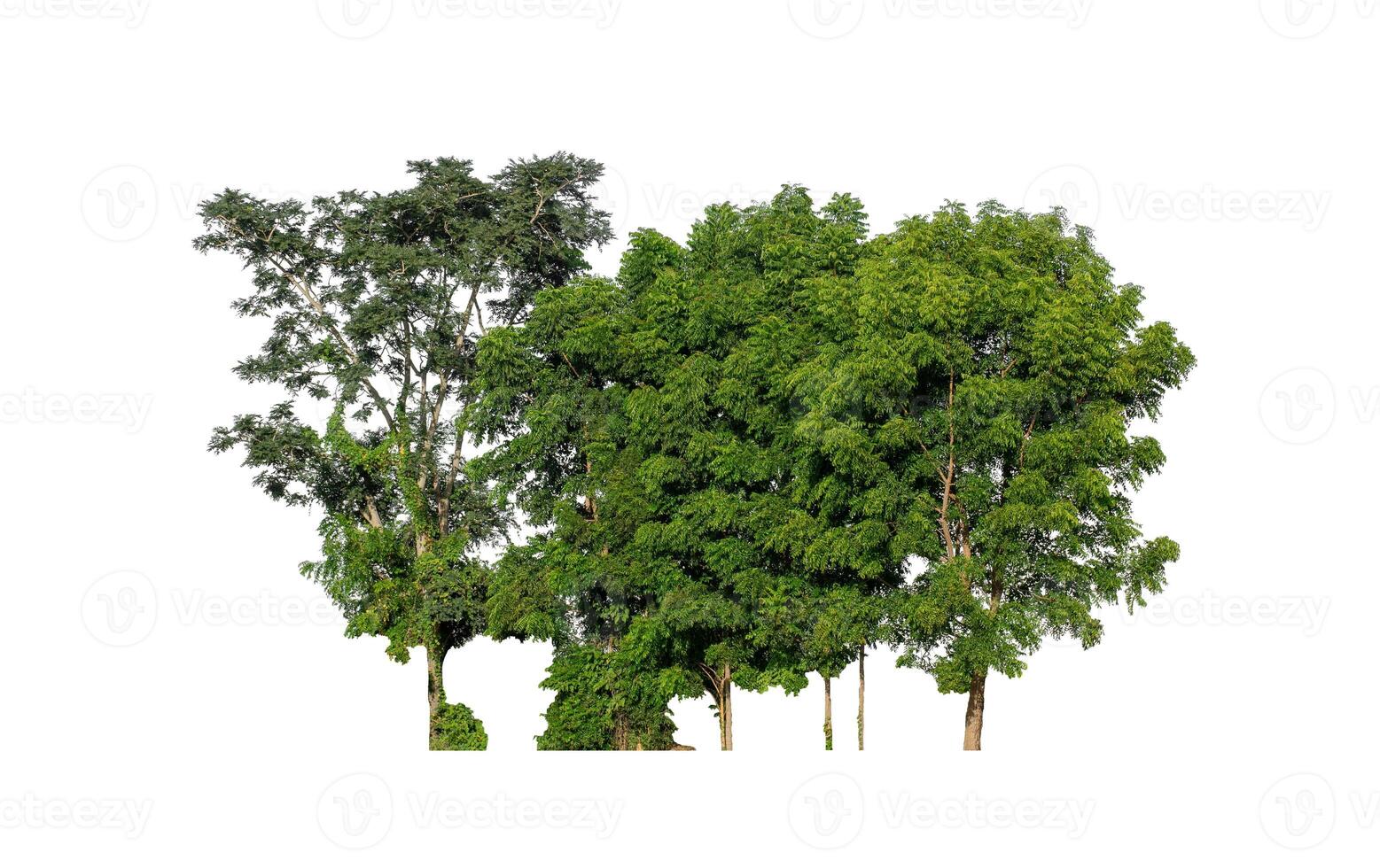 Trees that are isolated on a white background are suitable for both printing and web pages photo