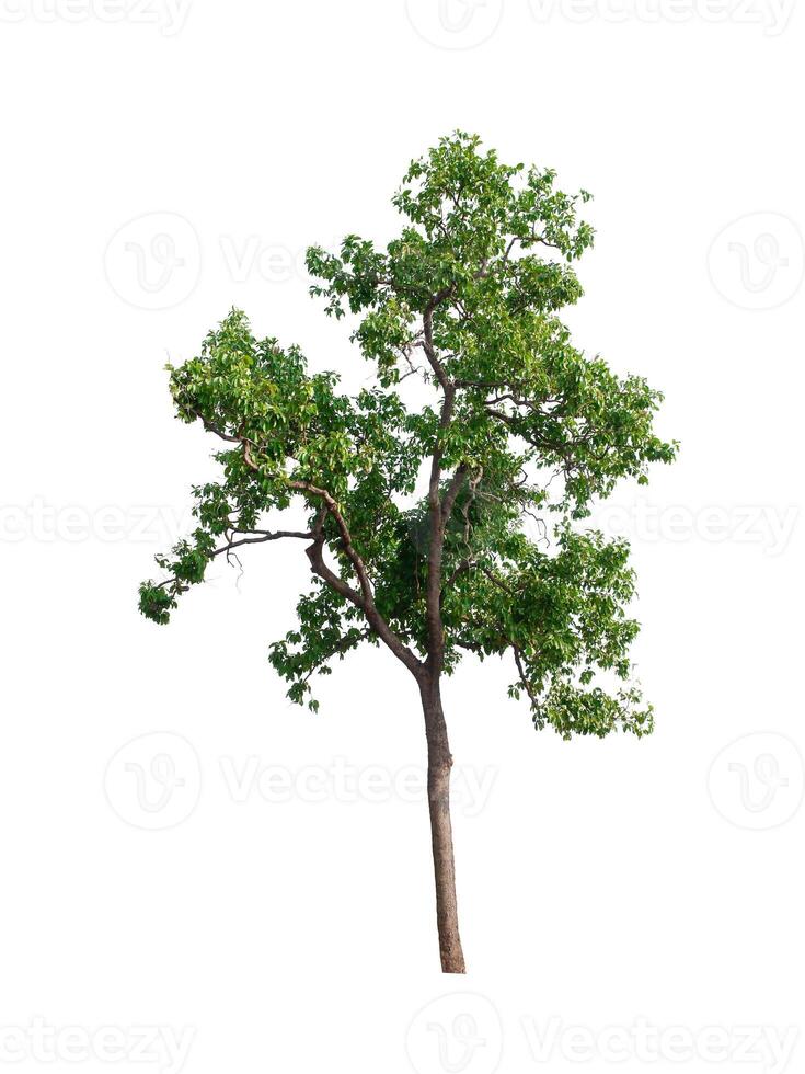 tree on a white background photo