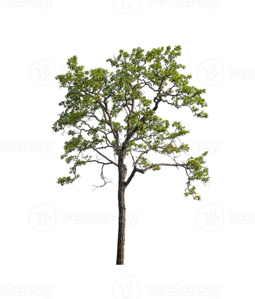 tree on a white background photo