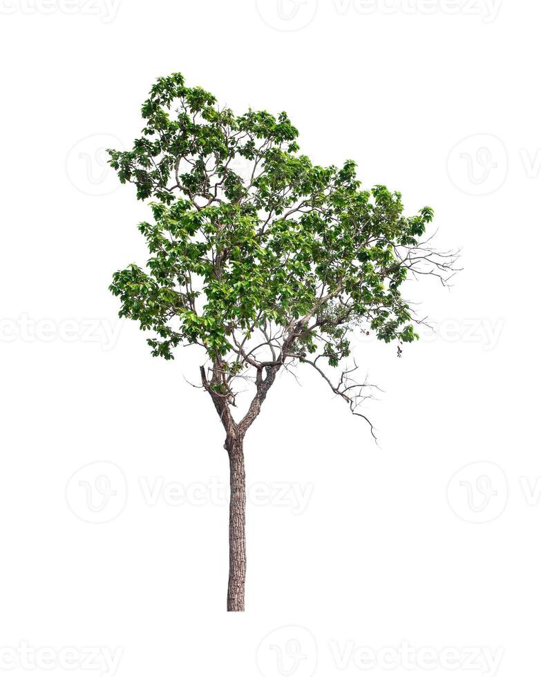 tree on a white background photo