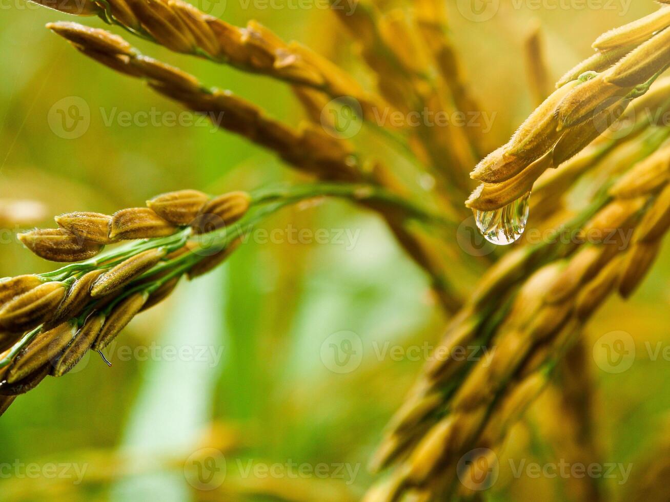 Rice field at sunrise in the morning. photo