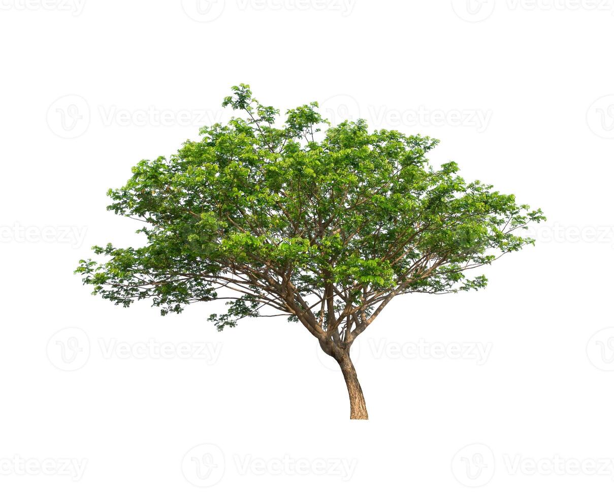 tree on a white background photo