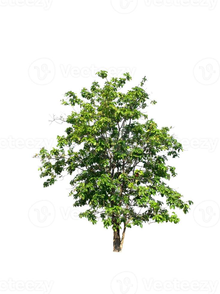 isolated tree on white background photo