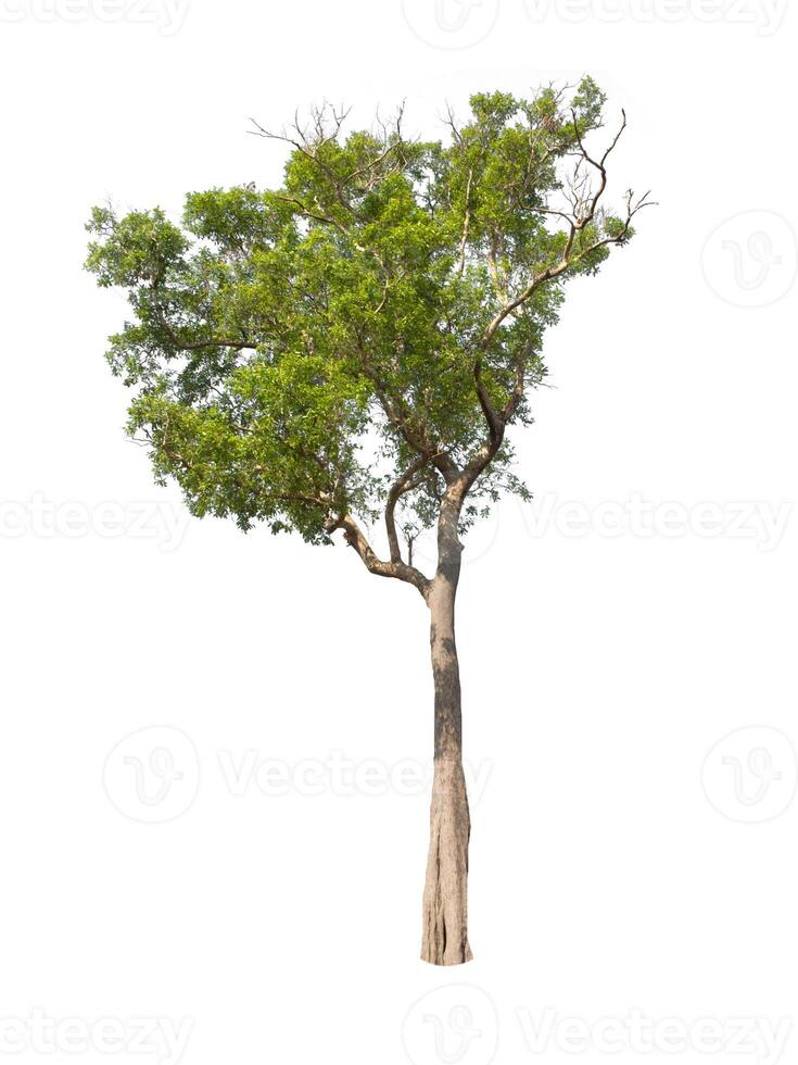 isolated tree on white background photo