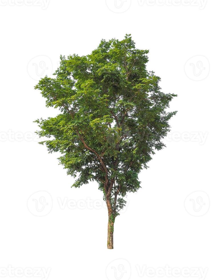 Trees that are isolated on a white background are suitable for both printing and web pages photo