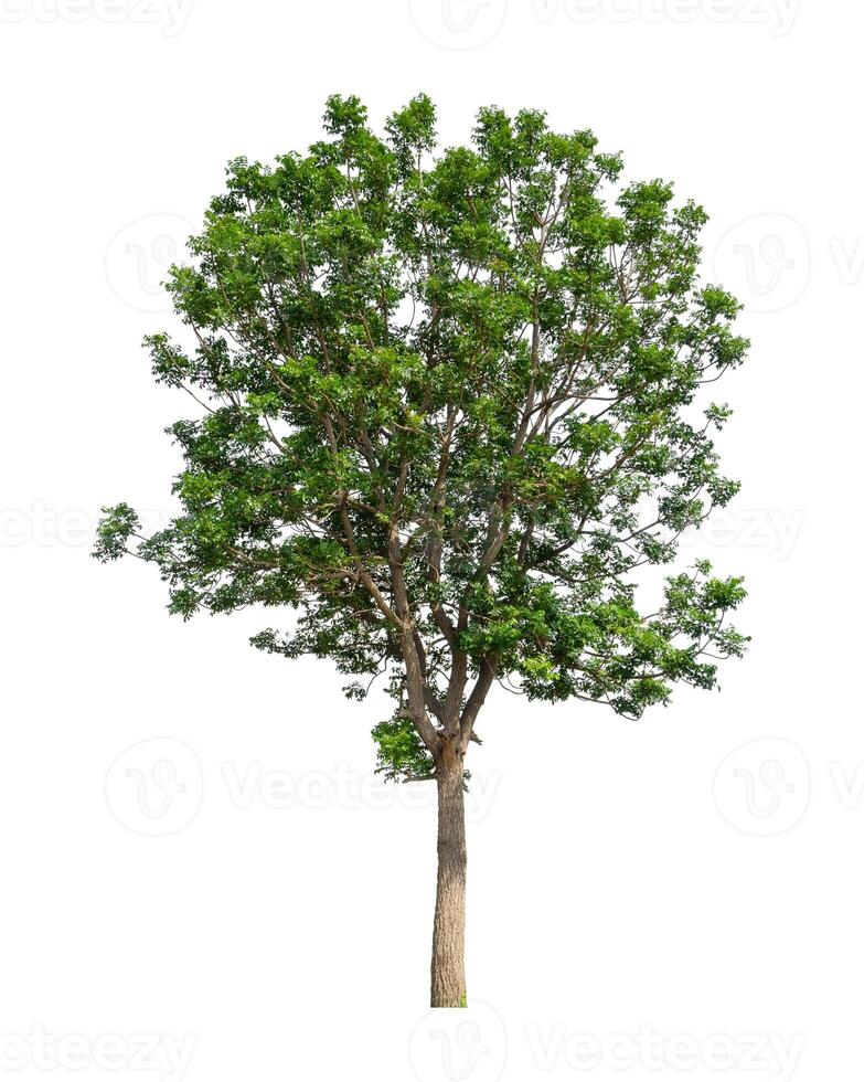 Trees that are isolated on a white background are suitable for both printing and web pages photo