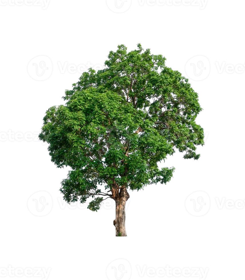 árbol sobre un fondo blanco foto