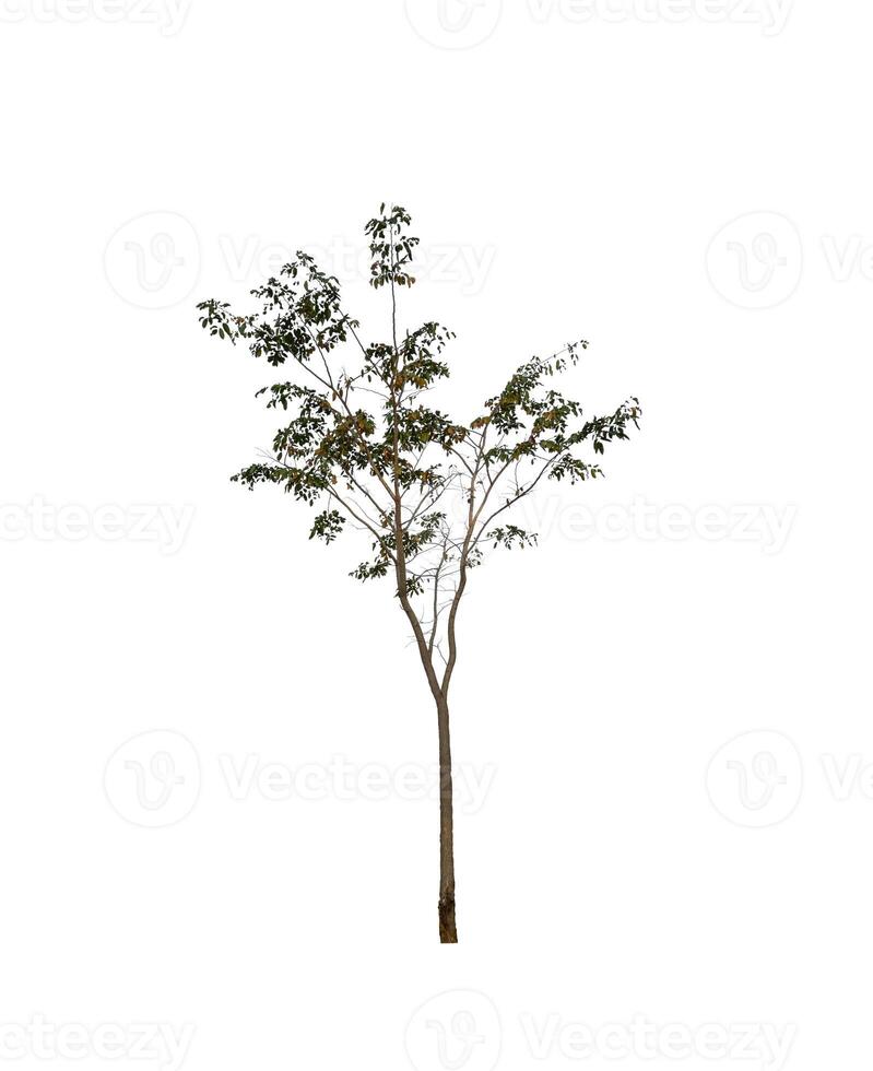 Trees that are isolated on a white background are suitable for both printing and web pages photo