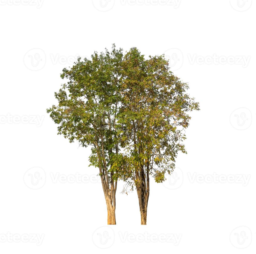 Trees that are isolated on a white background are suitable for both printing and web pages photo