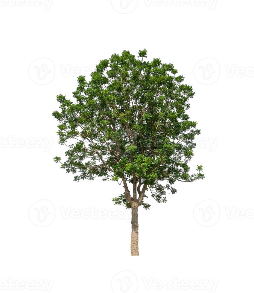 Trees that are isolated on a white background are suitable for both printing and web pages photo