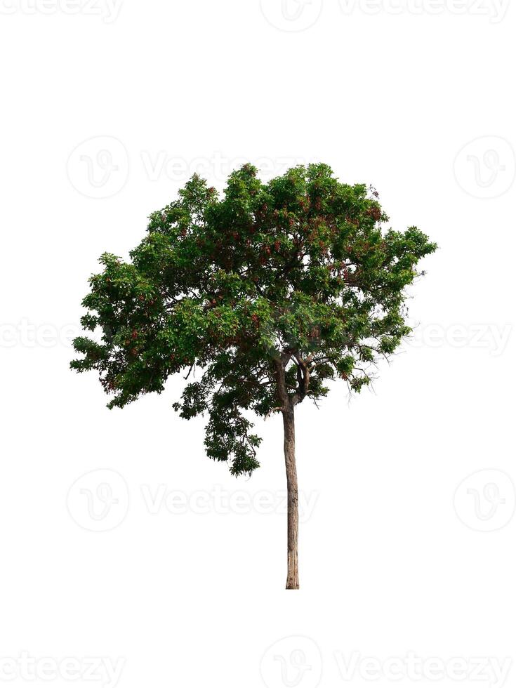 tree on a white background photo