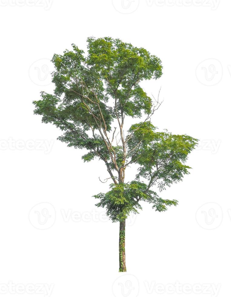Trees that are isolated on a white background are suitable for both printing and web pages photo
