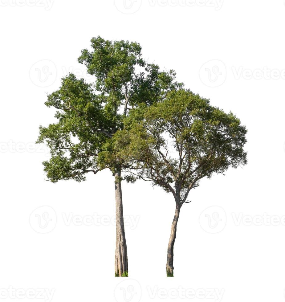 Trees that are isolated on a white background are suitable for both printing and web pages photo