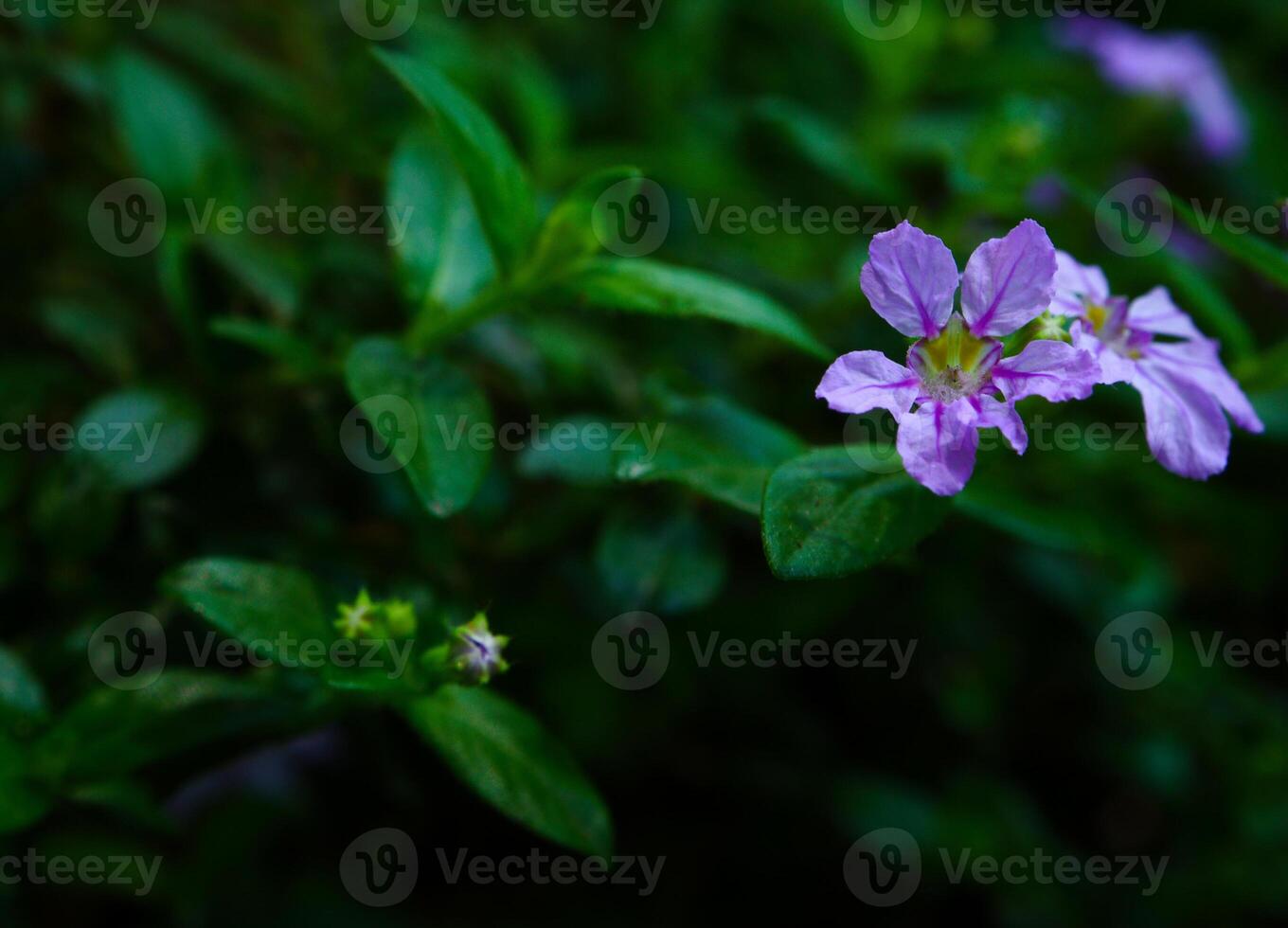 purple flowers blooming in spring beautiful purple flowers photo