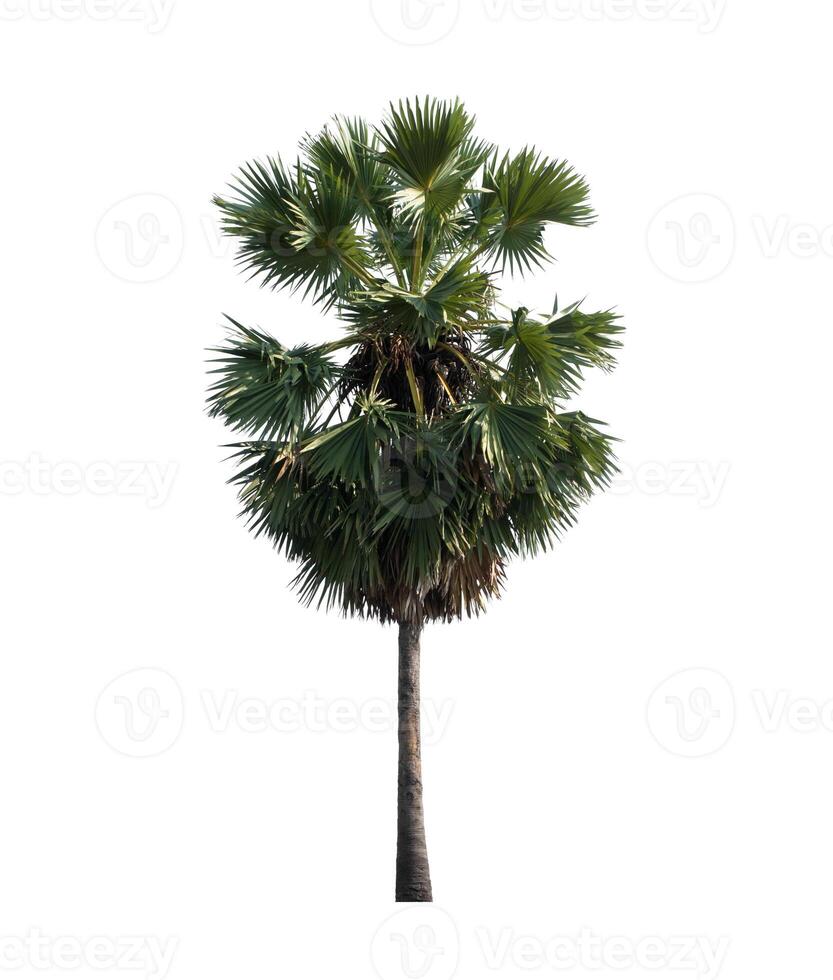 sugar palm isolated on the white background. photo