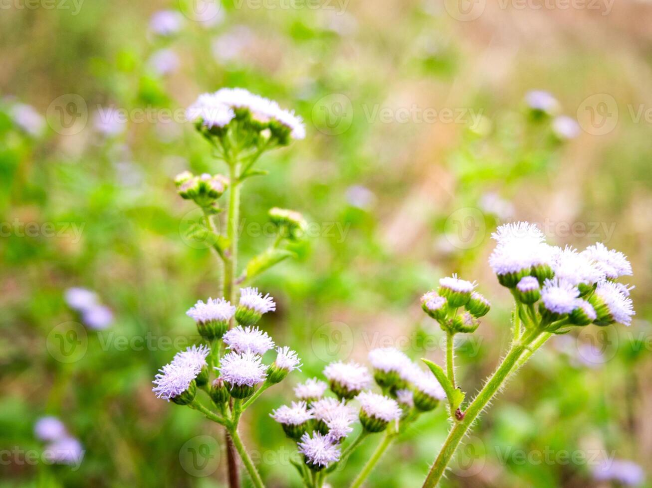 purple flowers blooming in spring beautiful purple flowers photo