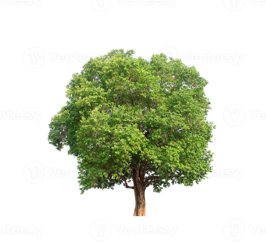 tree on a white background photo