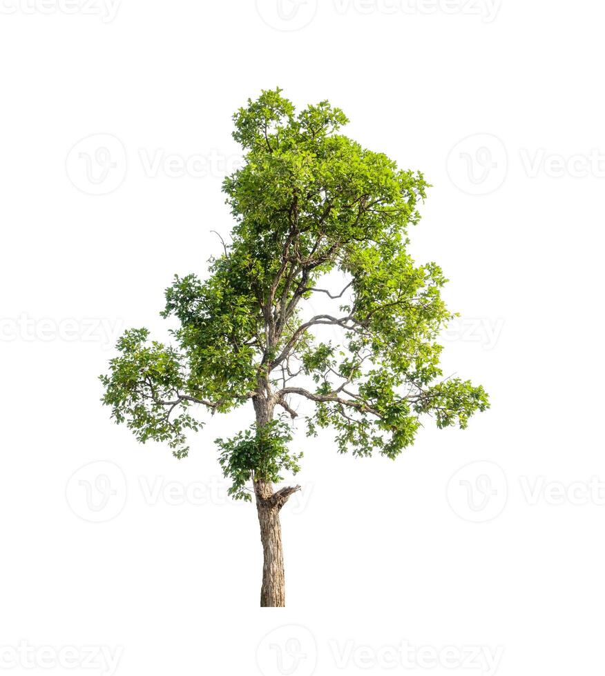 Trees that are isolated on a white background are suitable for both printing and web pages photo