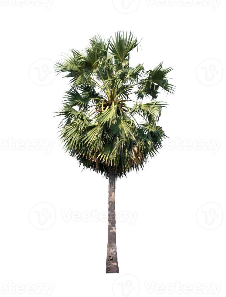 sugar palm isolated on the white background. photo