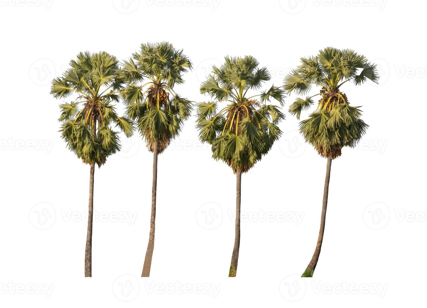 sugar palm isolated on the white background. photo