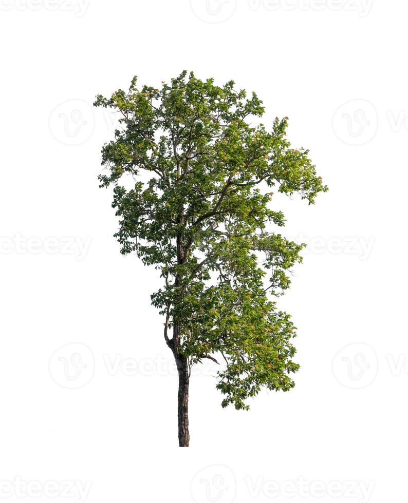 tree on a white background photo