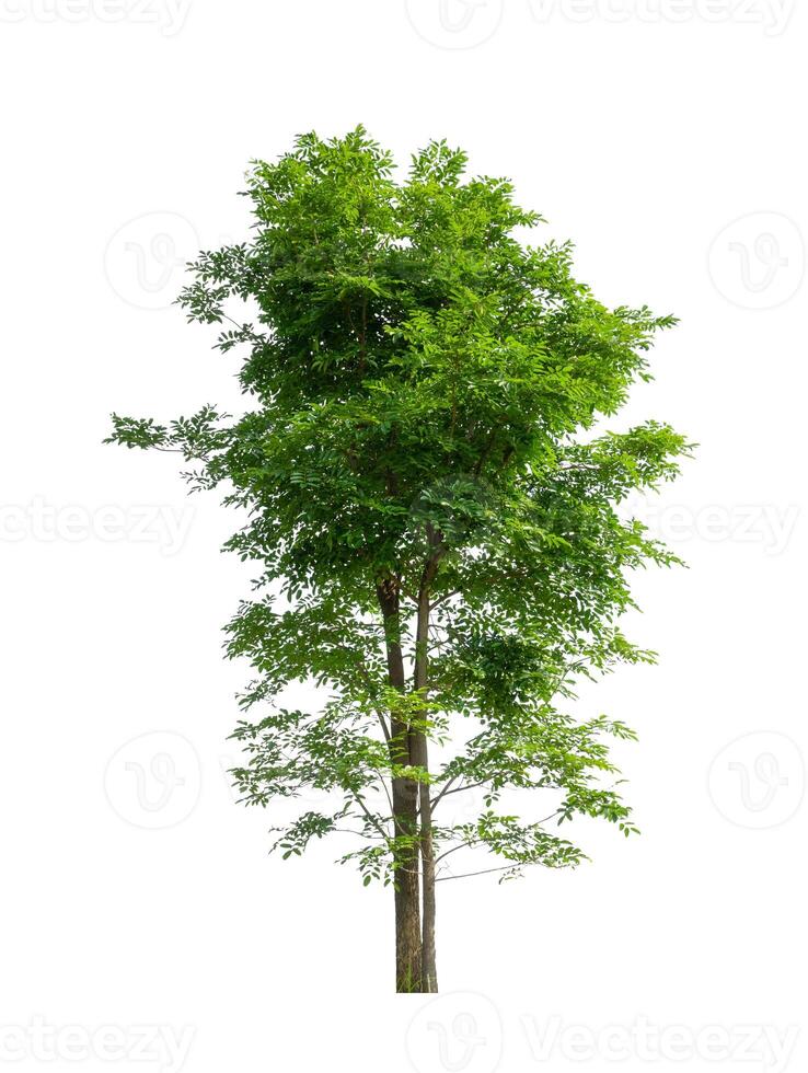 Trees that are isolated on a white background are suitable for both printing and web pages photo