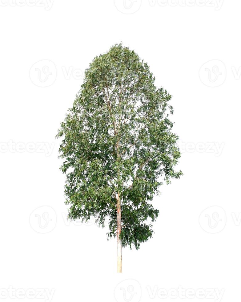 tree on a white background photo