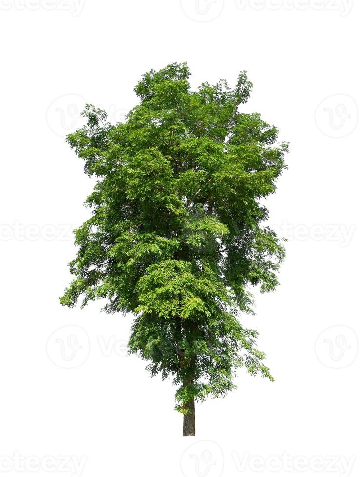 Trees that are isolated on a white background are suitable for both printing and web pages photo