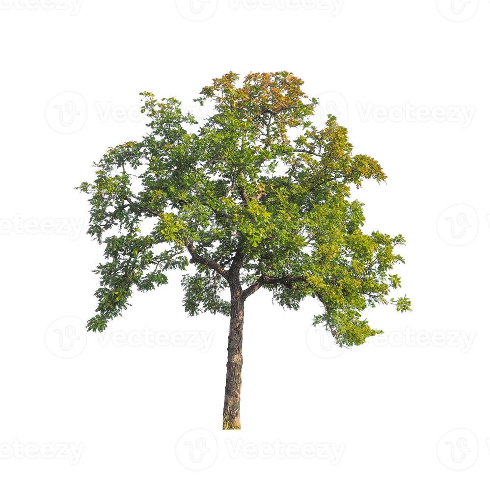 Trees that are isolated on a white background are suitable for both printing and web pages photo